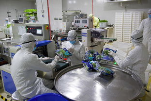 探訪福建中科三安植物工廠 日產(chǎn)蔬菜1.5噸