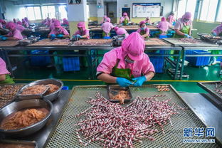 傳統 皮都 轉型升級時尚 寵物小鎮